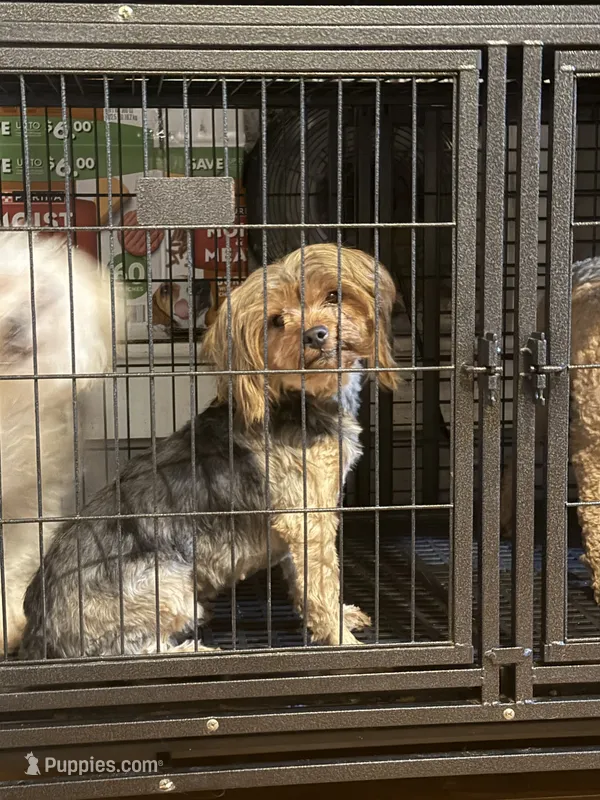 M – Yorkshire Terrier puppy for sale in Lowell, MA