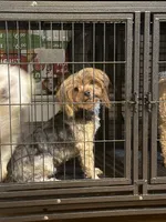 M, a female Yorkshire Terrier for sale in Lowell, MA – 1 of 1