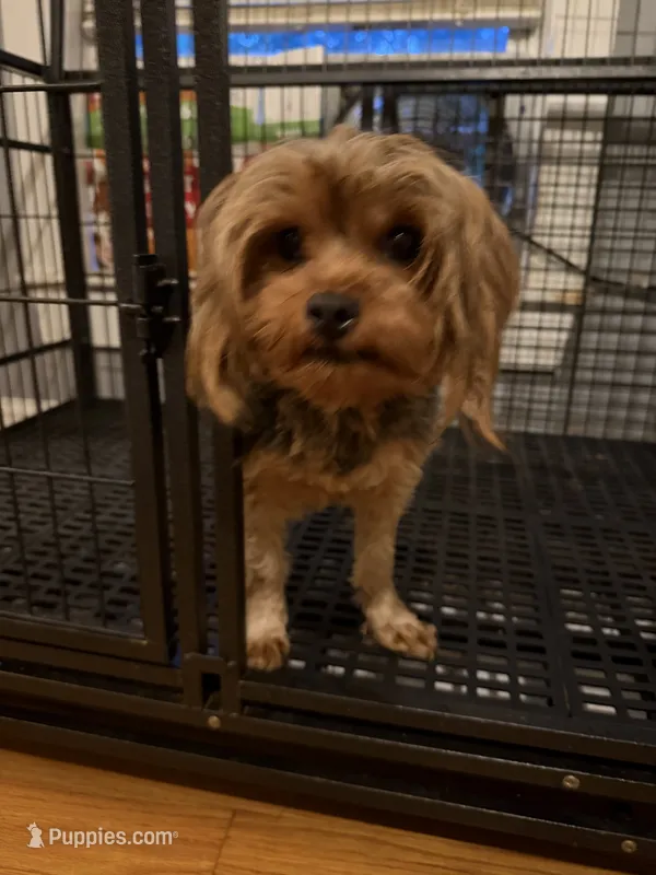 M – Yorkshire Terrier puppy for sale in Lowell, MA