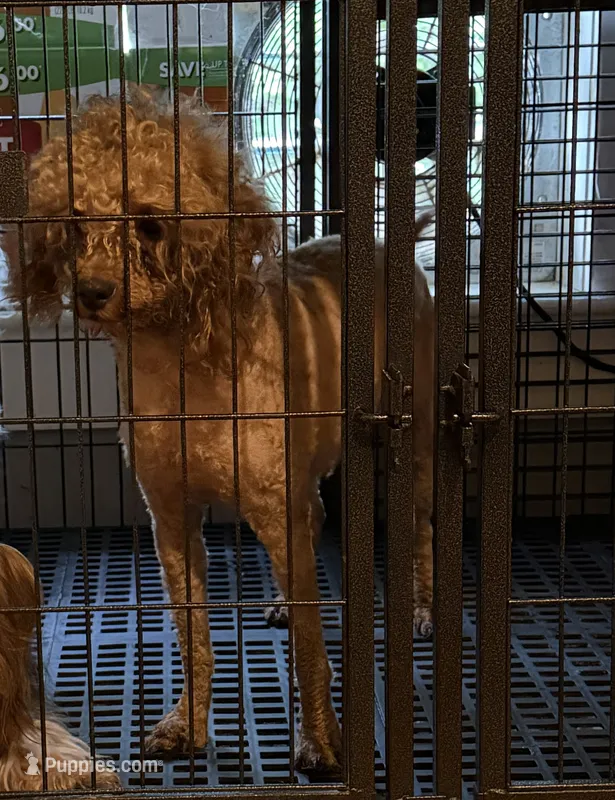 Papi – Poodle - Miniature  puppy for sale in Lowell, MA
