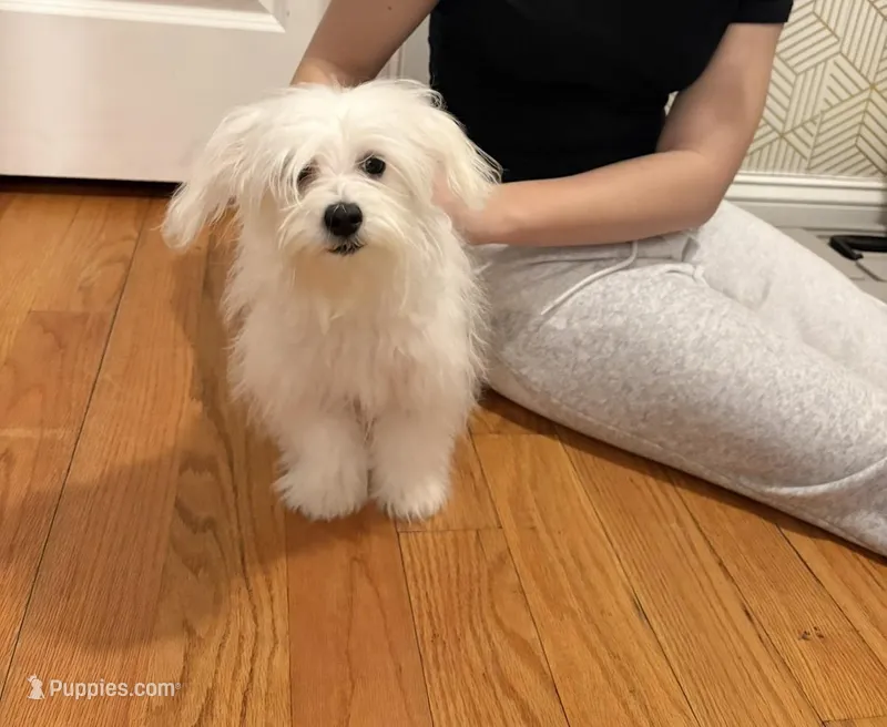 Luis – Maltese puppy for sale in Lowell, MA