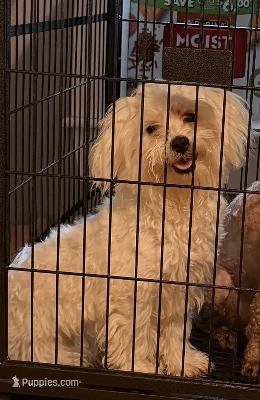 Luis – Maltese puppy for sale in Lowell, MA