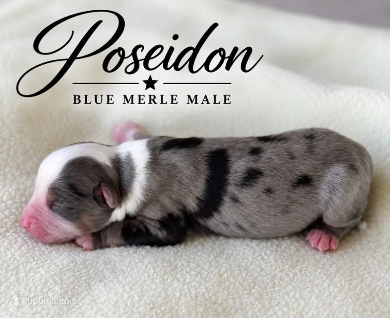 Poseidon – Miniature Australian Shepherd puppy for sale in Rochelle, TX