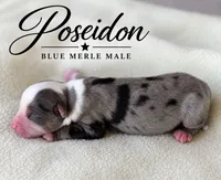 Poseidon, a male Miniature Australian Shepherd for sale in Rochelle, TX – 1 of 3