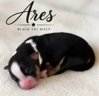 Ares, a male Miniature Australian Shepherd for sale in Rochelle, TX – 1 of 3