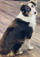 Venus, a female Miniature Australian Shepherd for sale in Rochelle, TX – 2 of 3