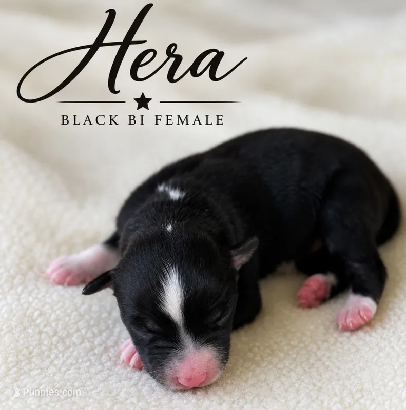 Hera – Miniature Australian Shepherd puppy for sale in Rochelle, TX