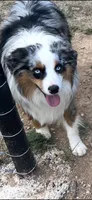 Ares, a male Miniature Australian Shepherd for sale in Rochelle, TX – 3 of 3