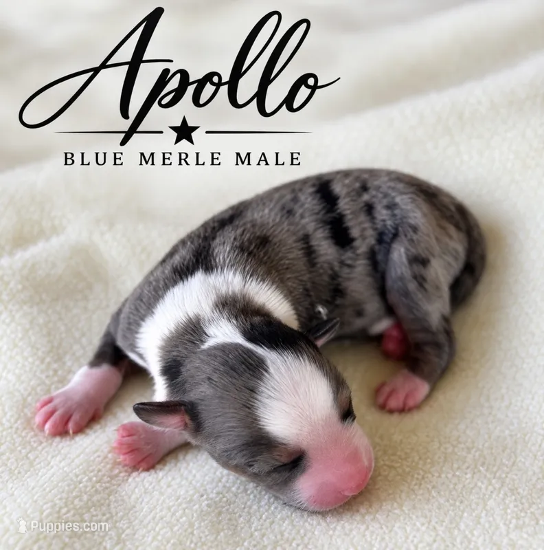 Apollo – Miniature Australian Shepherd puppy for sale in Rochelle, TX