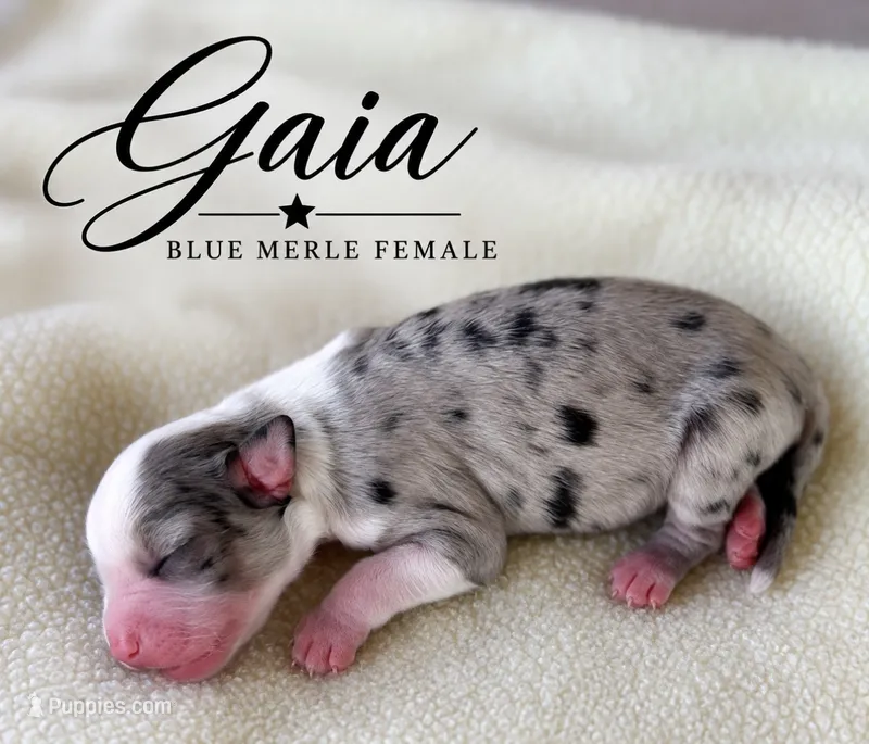 Gaia – Miniature Australian Shepherd puppy for sale in Rochelle, TX