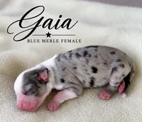 Gaia, a female Miniature Australian Shepherd for sale in Rochelle, TX – 1 of 3