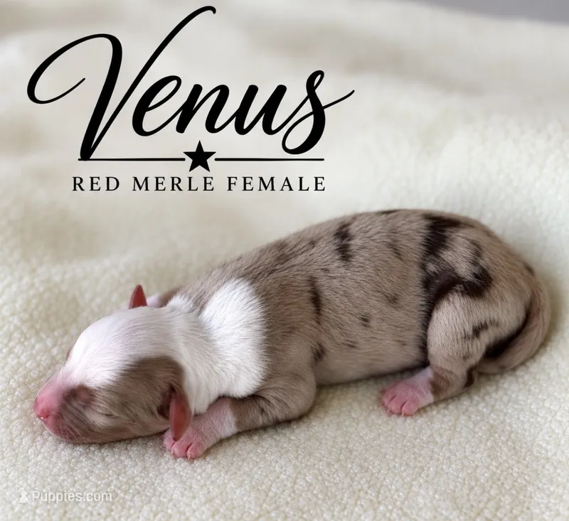 Venus – Miniature Australian Shepherd puppy for sale in Rochelle, TX