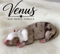 Venus, a female Miniature Australian Shepherd for sale in Rochelle, TX – 1 of 3