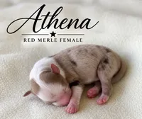 Athena, a female Miniature Australian Shepherd for sale in Rochelle, TX – 1 of 3