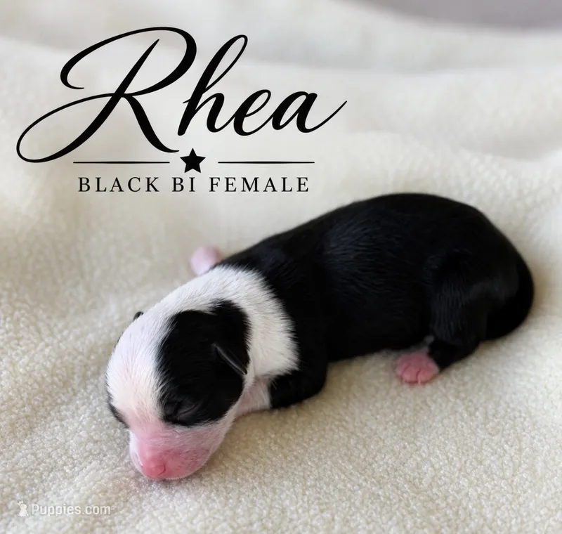 Rhea  – Miniature Australian Shepherd puppy for sale in Rochelle, TX