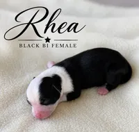Rhea , a female Miniature Australian Shepherd for sale in Rochelle, TX – 1 of 3