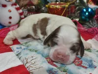 AKCsablepartimerlecockerpup, a female Cocker Spaniel for sale in Peyton, CO – 2 of 4
