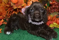 AKCLaylachocolatecockerpup, a female Cocker Spaniel for sale in Peyton, CO – 2 of 5