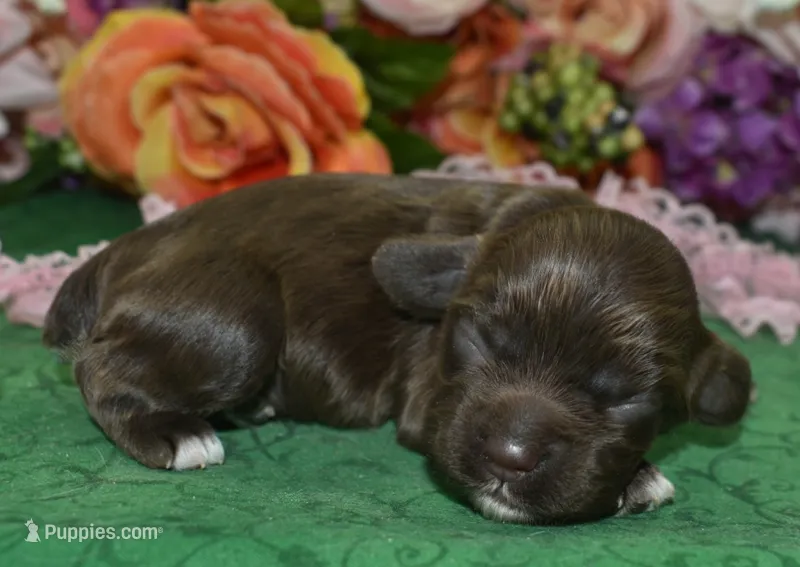 AKCLaylachocolatecockerpup – Cocker Spaniel puppy for sale in Peyton, CO
