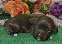 AKCLaylachocolatecockerpup, a female Cocker Spaniel for sale in Peyton, CO – 1 of 3