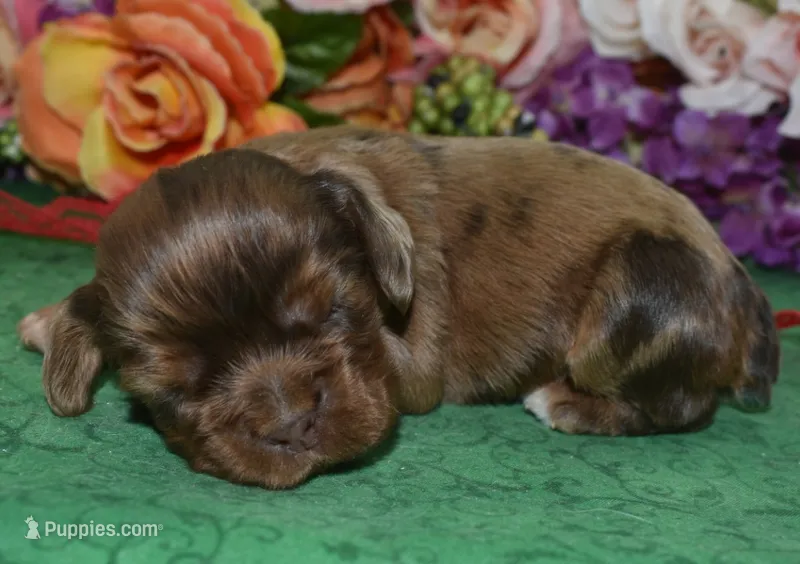 AKCKodachocolatesablemerlecockerpup – Cocker Spaniel puppy for sale in Peyton, CO