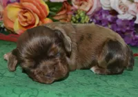 AKCKodachocolatesablemerlecockerpup, a male Cocker Spaniel for sale in Peyton, CO – 1 of 4