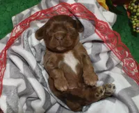 AKCKodachocolatesablemerlecockerpup, a male Cocker Spaniel for sale in Peyton, CO – 3 of 4