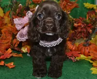 AKCLaylachocolatecockerpup, a female Cocker Spaniel for sale in Peyton, CO – 4 of 5