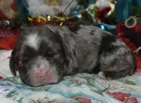 AKCbluetanmerlecockerpuppy, a male Cocker Spaniel for sale in Peyton, CO – 2 of 4