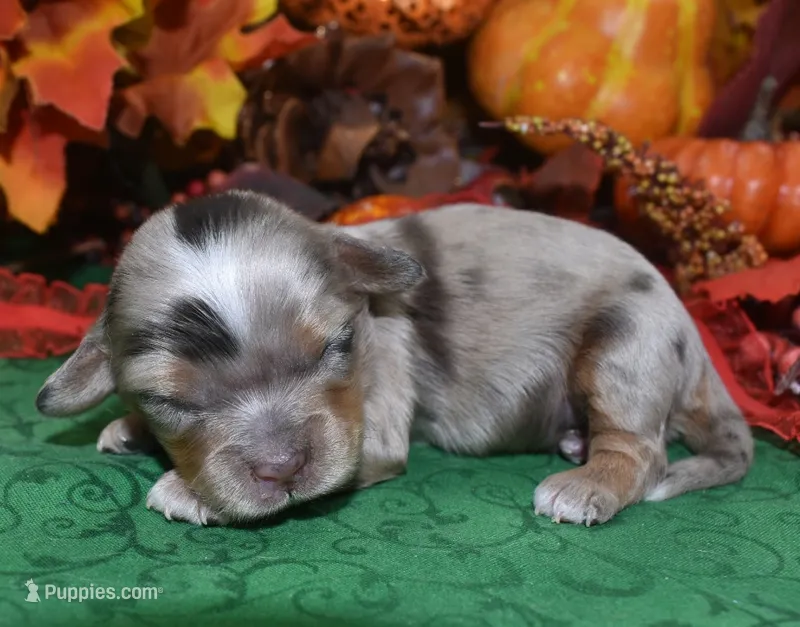 BlazetweedchocolatetanMerleDoxiepoo – Poodle - Toy , Miniature Dachshund puppy for sale in Peyton, CO