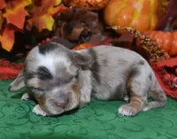 BlazetweedchocolatetanMerleDoxiepoo, a male Poodle - Toy  and Miniature Dachshund for sale in Peyton, CO – 1 of 3
