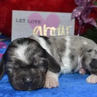 Sadiebluetanpartimerle, a female Cocker Spaniel and Miniature Dachshund for sale in Colorado Springs, CO – Photo 1 of 3
