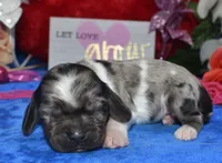 Sadiebluetanpartimerle, a female Cocker Spaniel and Miniature Dachshund for sale in Colorado Springs, CO – Photo 1 of 3