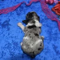 Sadiebluetanpartimerle, a female Cocker Spaniel and Miniature Dachshund for sale in Colorado Springs, CO – Photo 3 of 3