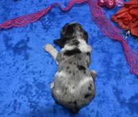 Sadiebluetanpartimerle, a female Cocker Spaniel and Miniature Dachshund for sale in Colorado Springs, CO – Photo 3 of 3