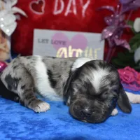 Sadiebluetanpartimerle, a female Cocker Spaniel and Miniature Dachshund for sale in Colorado Springs, CO – Photo 2 of 3