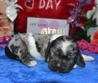 Sadiebluetanpartimerle, a female Cocker Spaniel and Miniature Dachshund for sale in Colorado Springs, CO – Photo 2 of 3