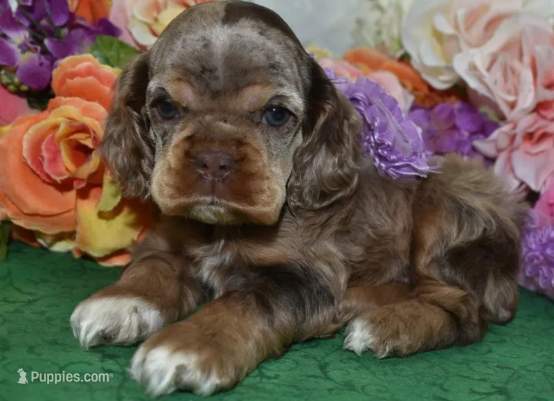 AKCLilychocolatetanmerlecockerpup – Cocker Spaniel puppy on hold in Colorado Springs, CO