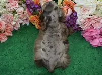 AKCLilychocolatetanmerlecockervideo, a female Cocker Spaniel for sale in Colorado Springs, CO – 5 of 6
