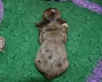 AKCLilychocolatetanmerlecockerpup, a female Cocker Spaniel for sale in Colorado Springs, CO – Photo 4 of 4