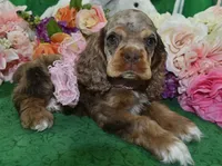 AKCLilychocolatetanmerlecockervideo, a female Cocker Spaniel for sale in Colorado Springs, CO – 4 of 6