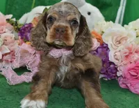 AKCLilychocolatetanmerlecockervideo, a female Cocker Spaniel for sale in Colorado Springs, CO – 3 of 6