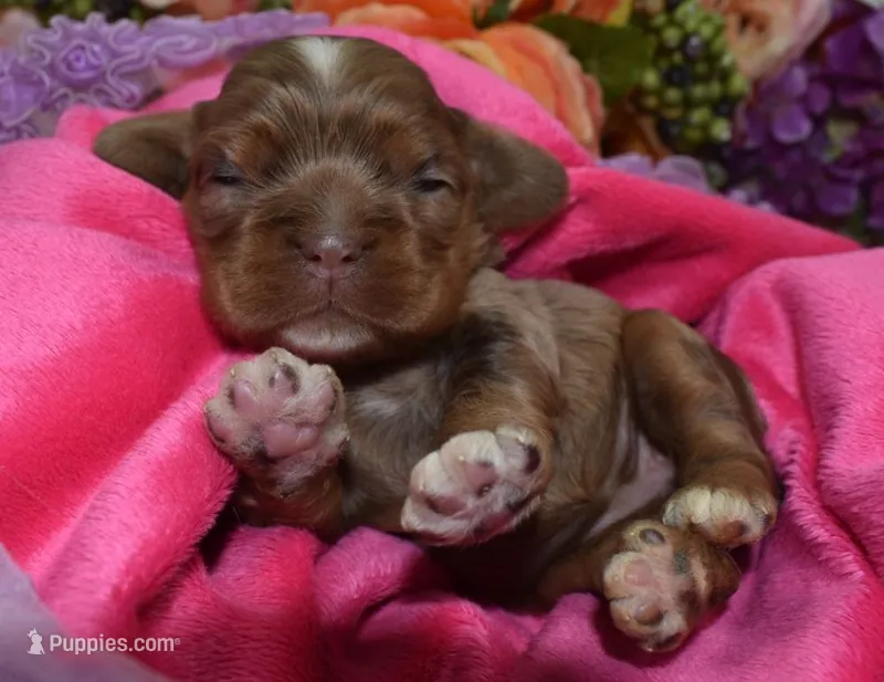 AKCLilychocolatetanmerlecockerpup – Cocker Spaniel puppy for sale in Colorado Springs, CO