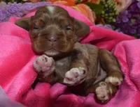 AKCLilychocolatetanmerlecockerpup, a female Cocker Spaniel for sale in Colorado Springs, CO – Photo 1 of 4