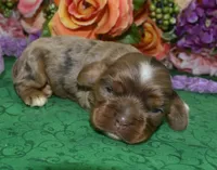 AKCLilychocolatetanmerlecockerpup, a female Cocker Spaniel for sale in Colorado Springs, CO – Photo 2 of 4
