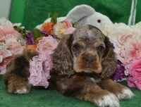 AKCLilychocolatetanmerlecockervideo, a female Cocker Spaniel for sale in Colorado Springs, CO – 2 of 6