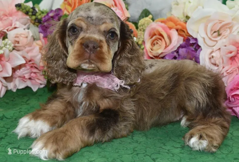 AKCLilychocolatetanmerlecockervideo – Cocker Spaniel puppy for sale in Colorado Springs, CO