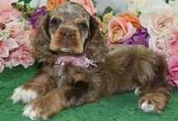 AKCLilychocolatetanmerlecockervideo, a female Cocker Spaniel for sale in Colorado Springs, CO – 1 of 6