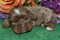 AKCLilychocolatetanmerlecockerpup, a female Cocker Spaniel for sale in Colorado Springs, CO – Photo 3 of 4