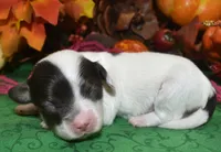 ZoeychocolatePartiDoxiePoo, a female Poodle - Toy  and Miniature Dachshund for sale in Peyton, CO – 3 of 4